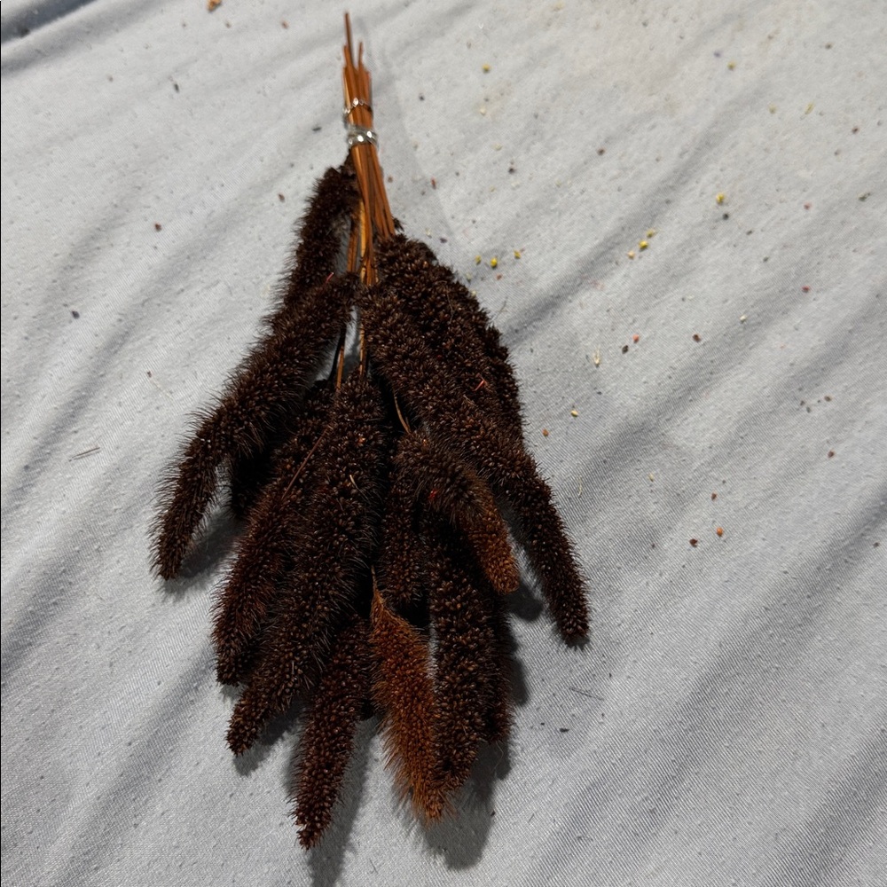 Dried Brown Foxtail Grass Bundle - Rustic Home Décor - Picture 2 of 3
